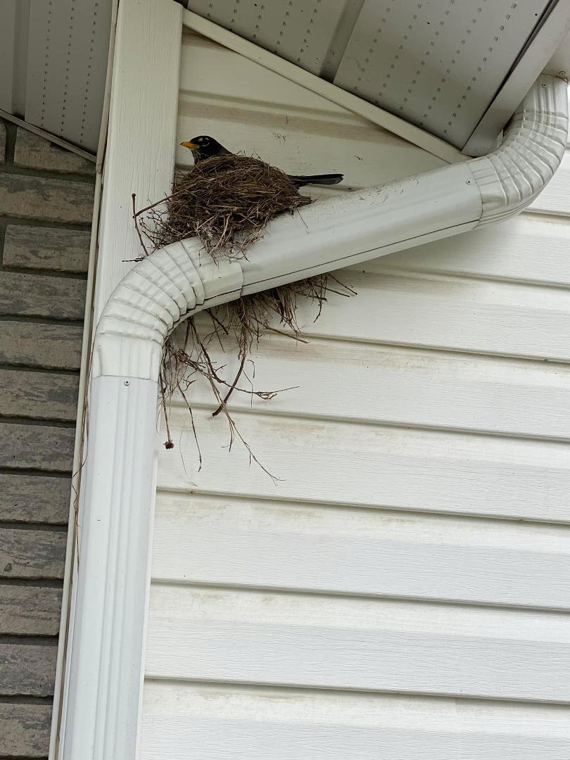 Robin made it’S nest by our front door