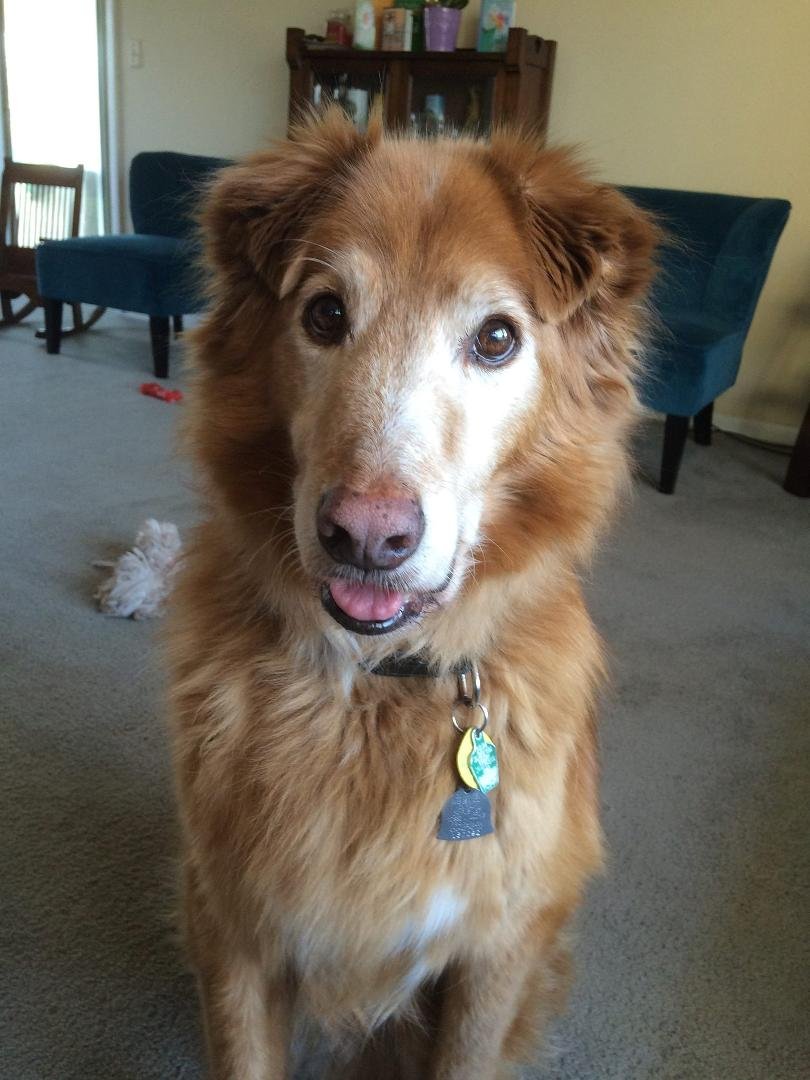 We lost our Willie this morning. I knew it was coming I guess I wasn't as ready for it as I thought I was