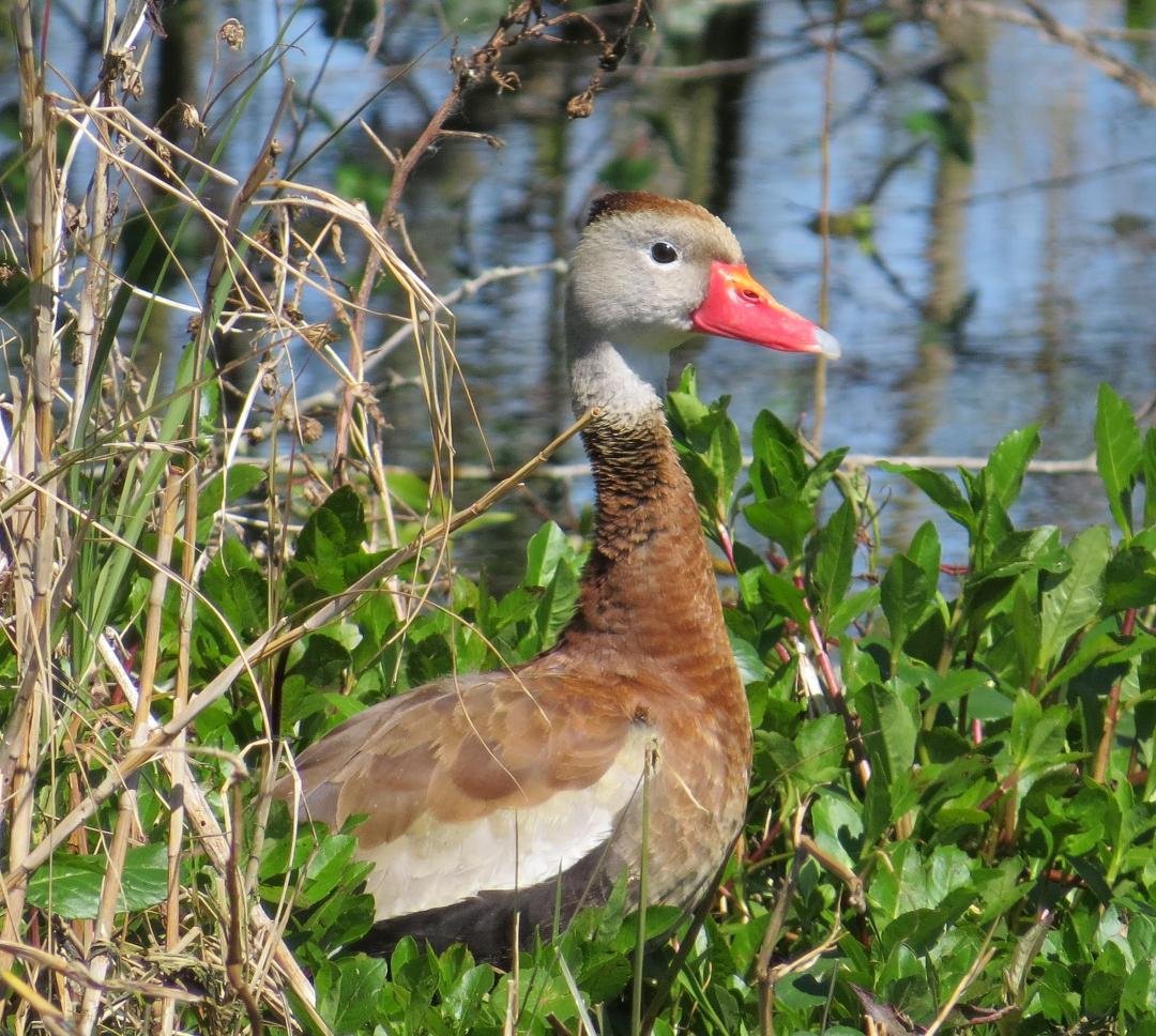 Black-bellied Whistling Duck at Sweetwater Sheetflow.