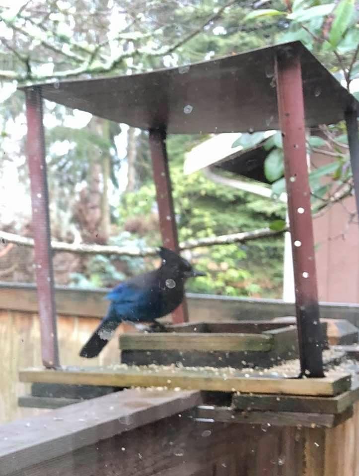 Stellar’s Jay from Northwest