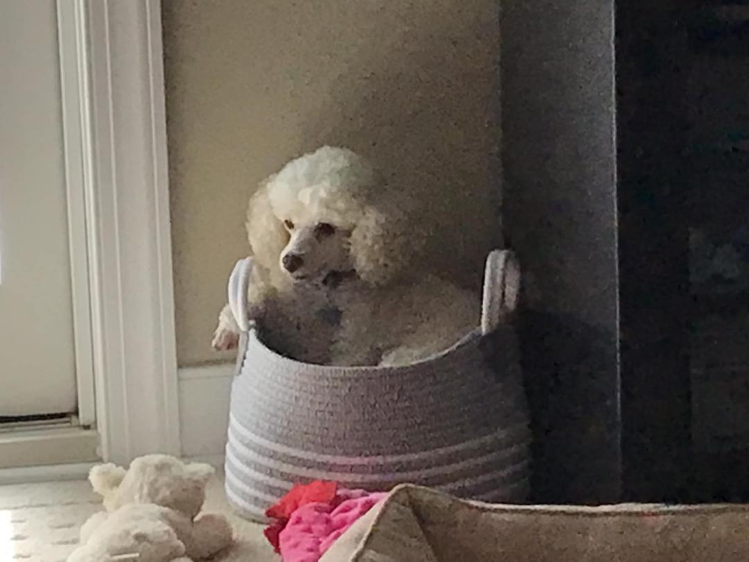 Gracie Mae in a basket !