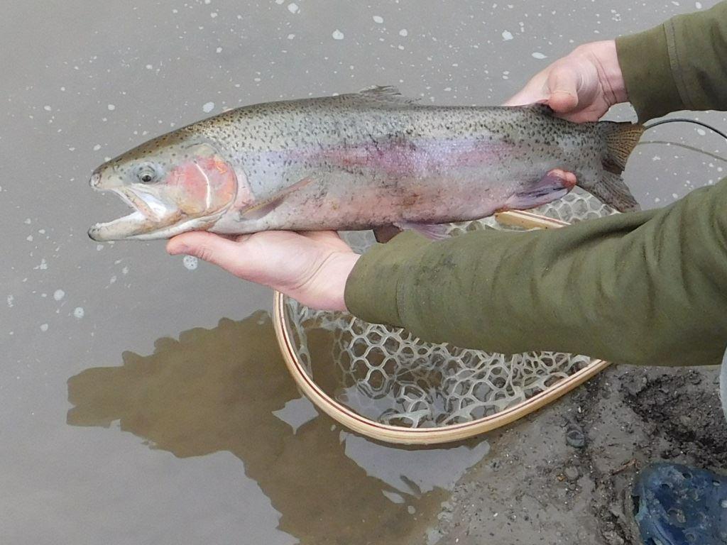 Rehab weekend: Sat.- situps, band exercises in morn, 5k jog. Josh Thompson rehab afternoon-wade and flyfish the Boyne River. Actually caught a small steelhead but lost a big one at the mouth of the Boyne. More situps in eve