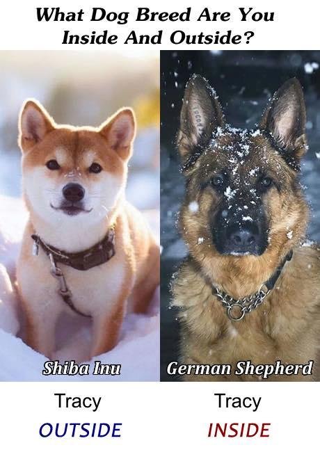 Look at that...I just rescued a Shiba Inu