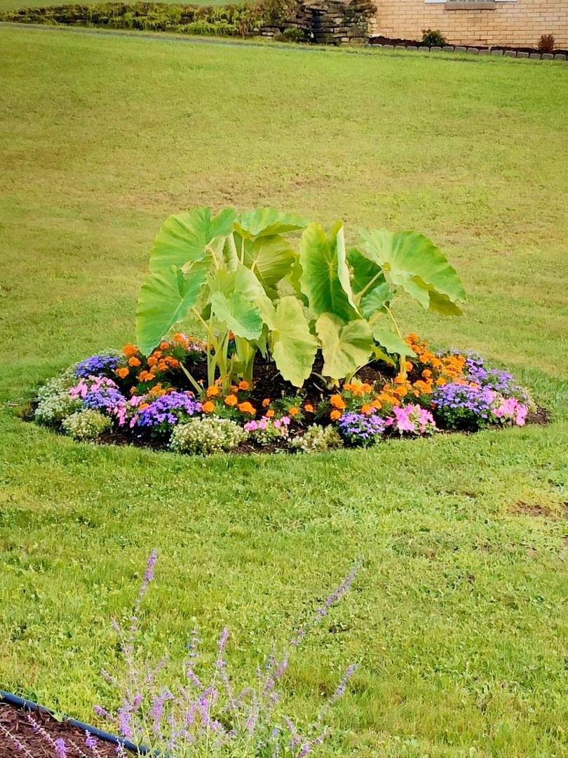 I didn’t know what to do with my side yard this year, so I had elephant ears from last year. It may not look right, but flowers turned out pretty.