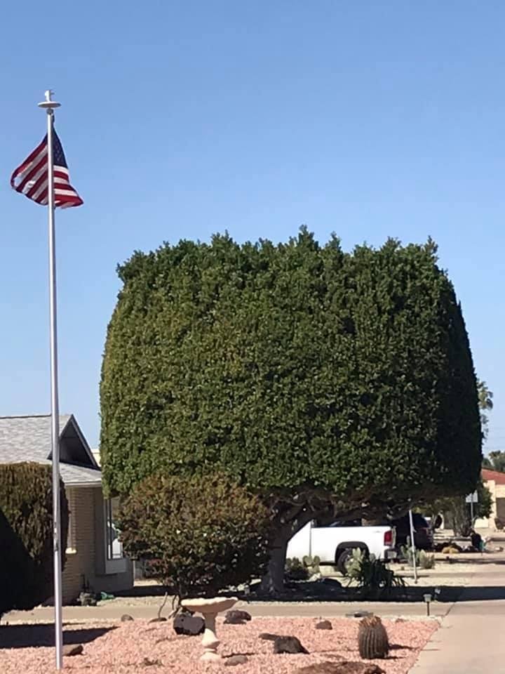 The TREE that ate the TRUCK!!!!! There are some strange things here!!! 😀😀