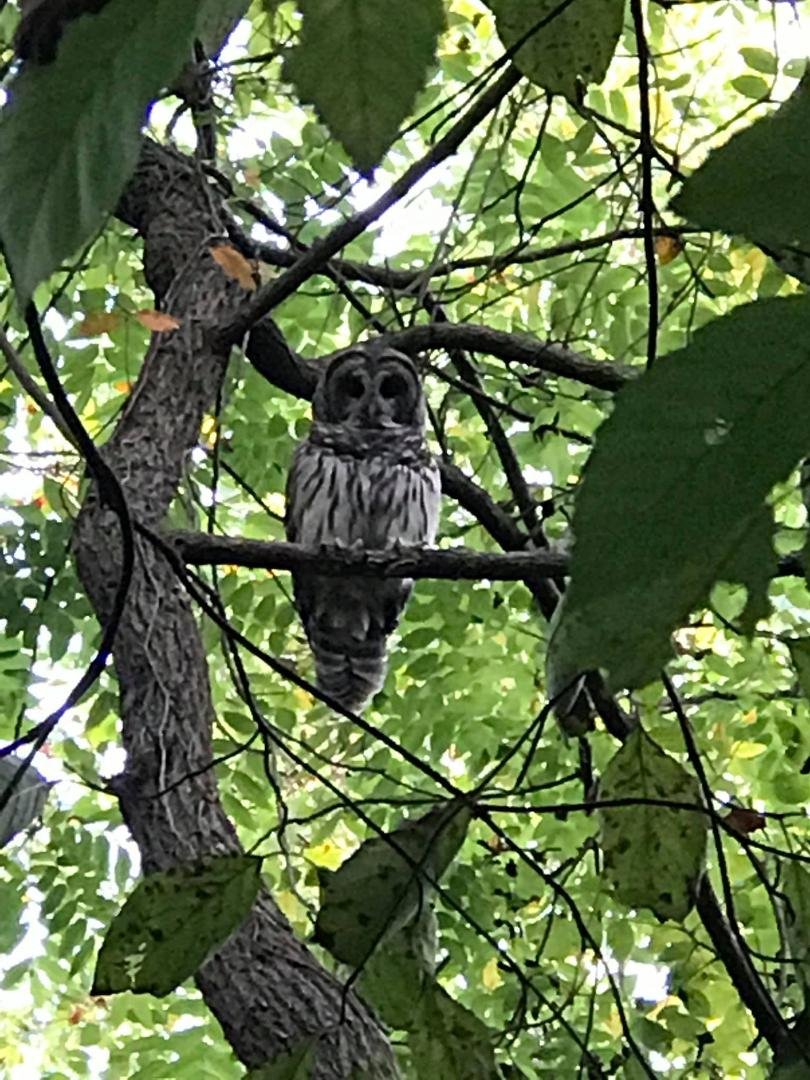 Barred Owl spying on us during our walk tonight.