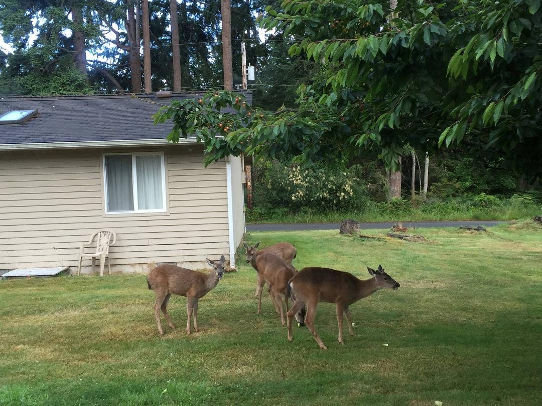 Apple eating deer in our back yard this morning.