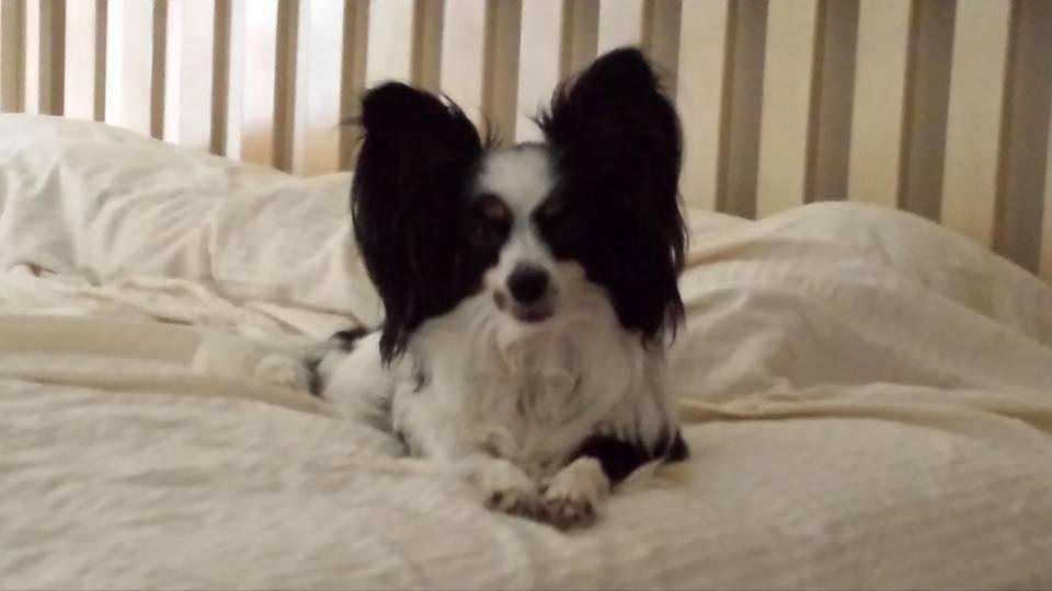 Happy puppy day