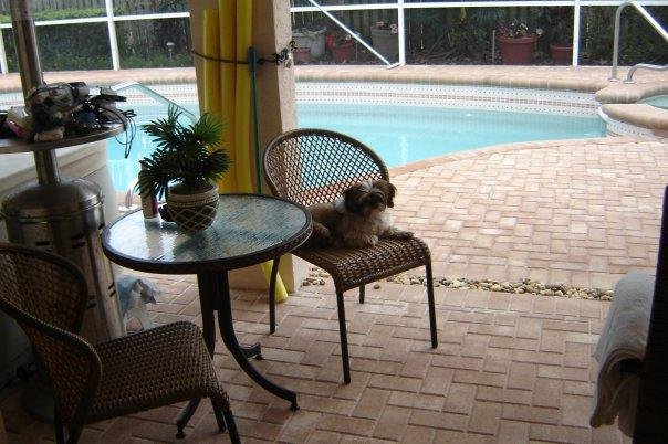 My buddy Gipper enjoying the new pool area and new pool furniture.