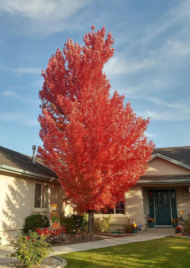 Fall in Northern Nevada