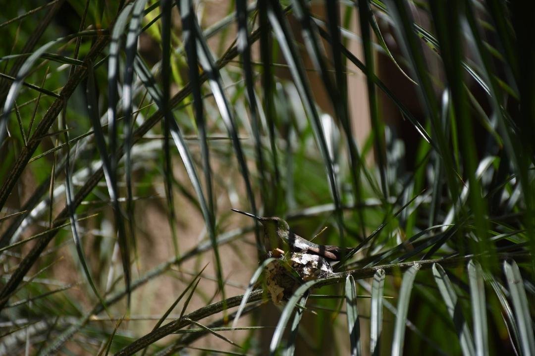I only have two hummers that stay year round. The nest is several feet from front door. RANCHO CUCAMONGA, CA
