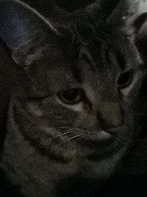 Hi I'm Eme, Dave's cat. He's not here so I took his phone and took a self be for he gets back.