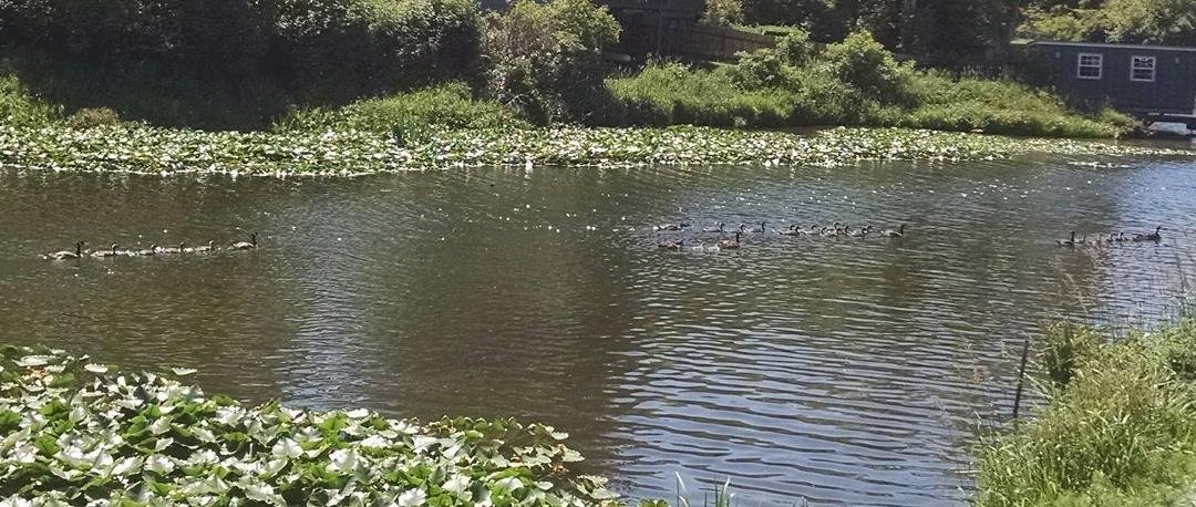 Canadian geese have a few little ones at Devils lake (about 22 for 4 pairs of adults)