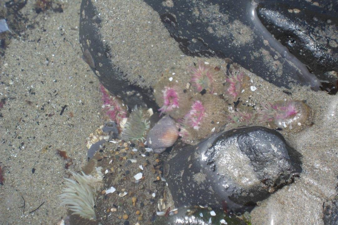 Sea caves and tide pools, definitely low tide