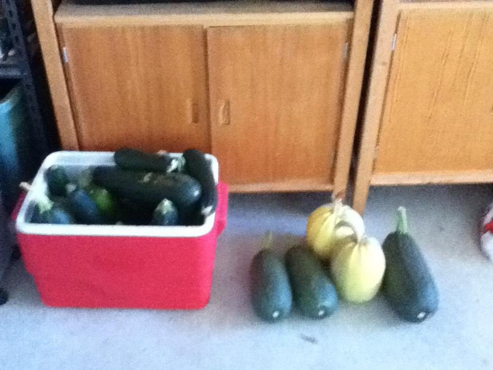 My garden baseball bats?