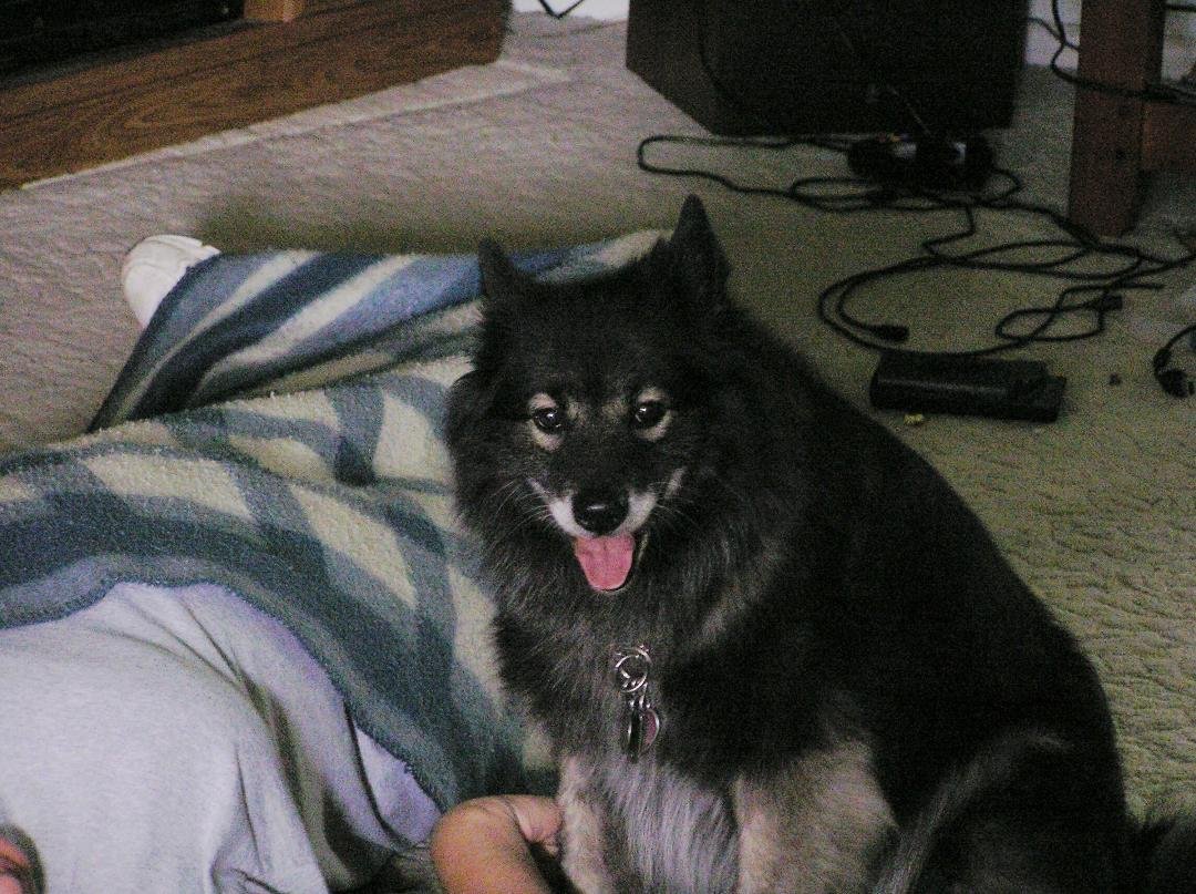 Rest in peace Nala...we love you:(
