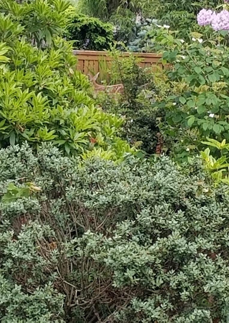 Where's Waldo.  Fawn hiding.  Mom in shrubs to left.