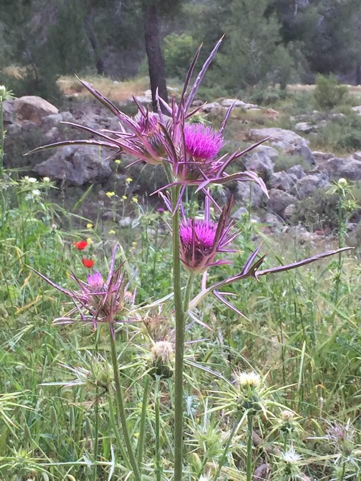 Today in the Ramot forest