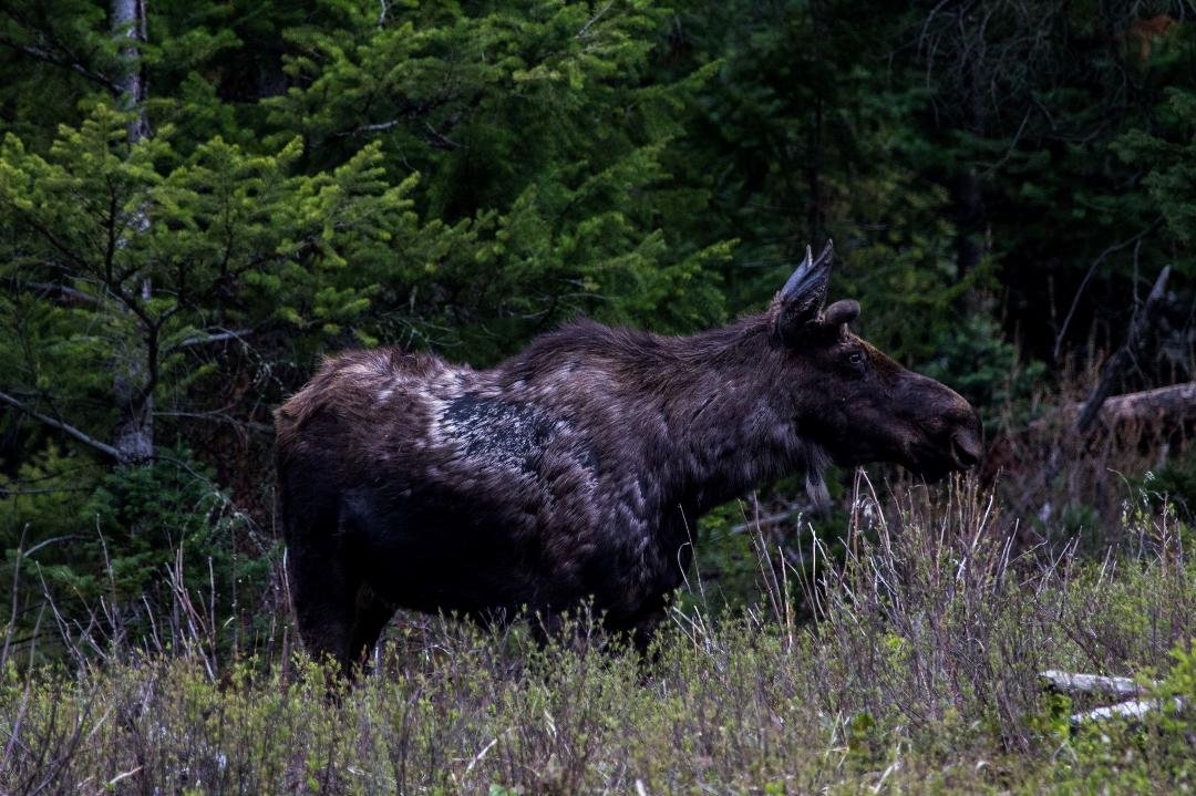 Moose...just showing the beginnings of antlers