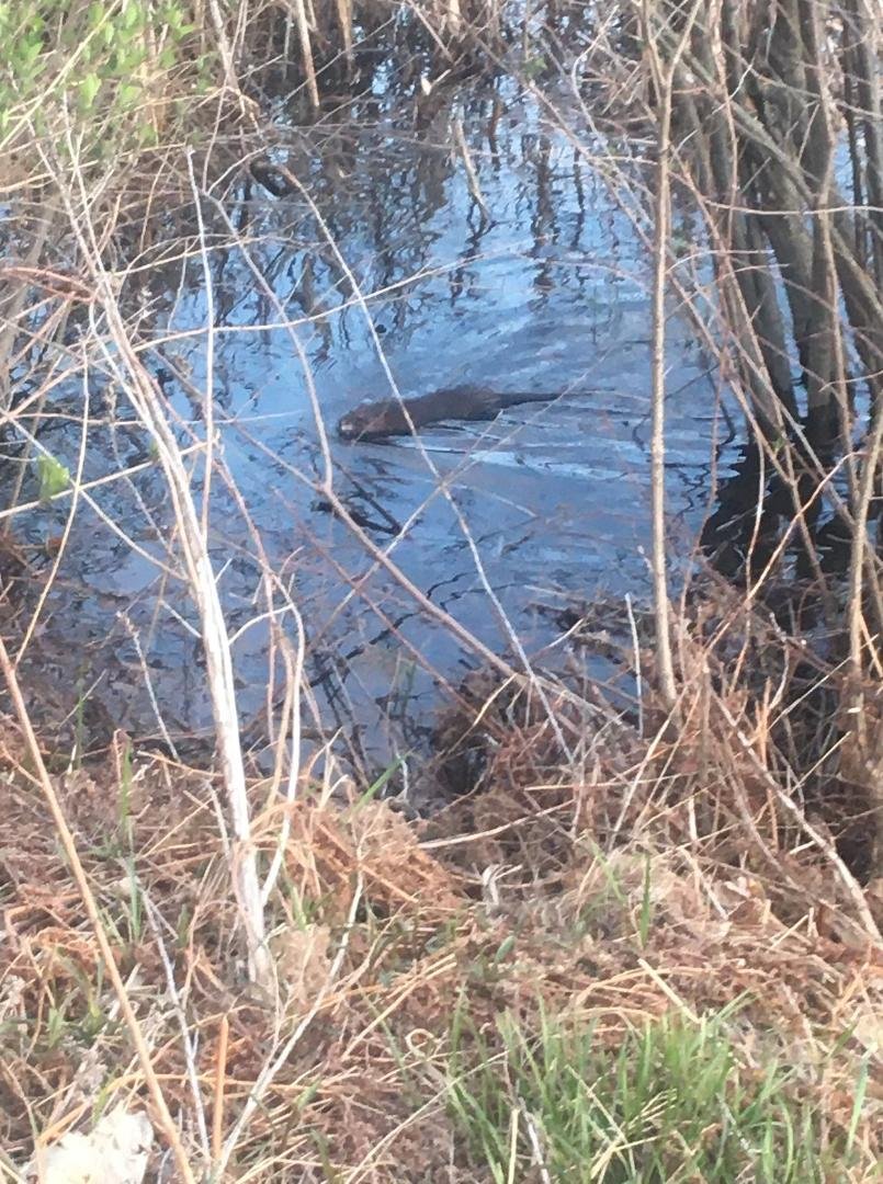 I dub thee Steve the official beaver of Sucker Brook Pepperell, Ma.
