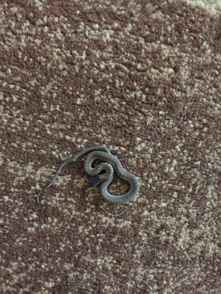 Found this anaconda in the house today.😂