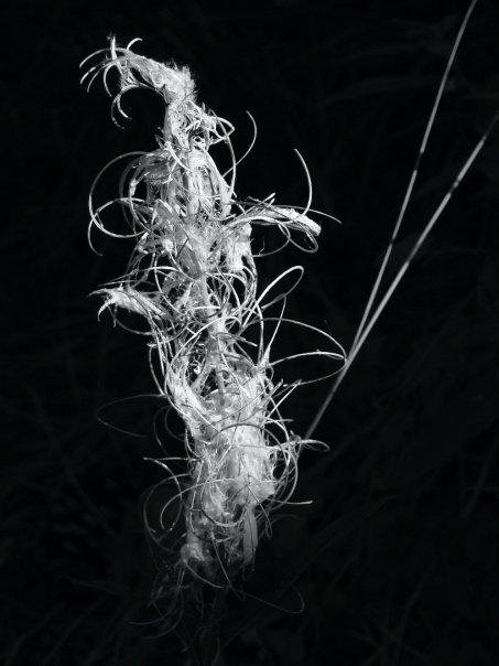 Michael Pointer's album, black and white