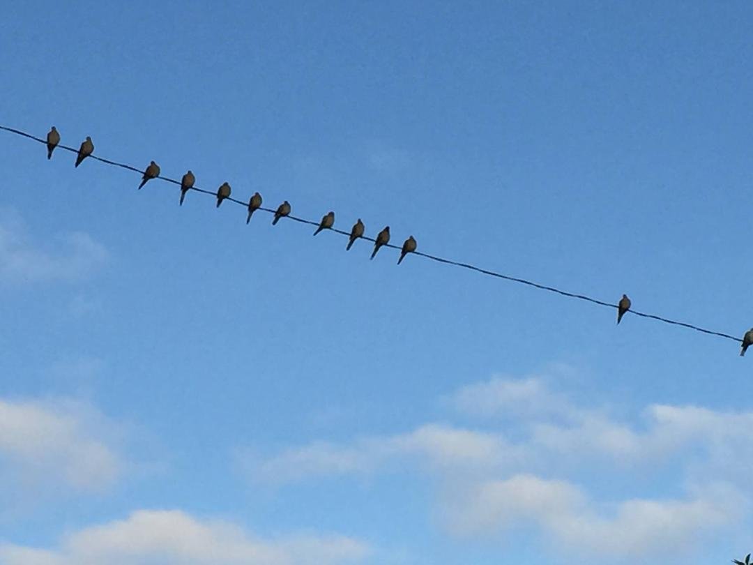 The birds are enjoying our sunshine today! Have a blessed day today as well! 😀