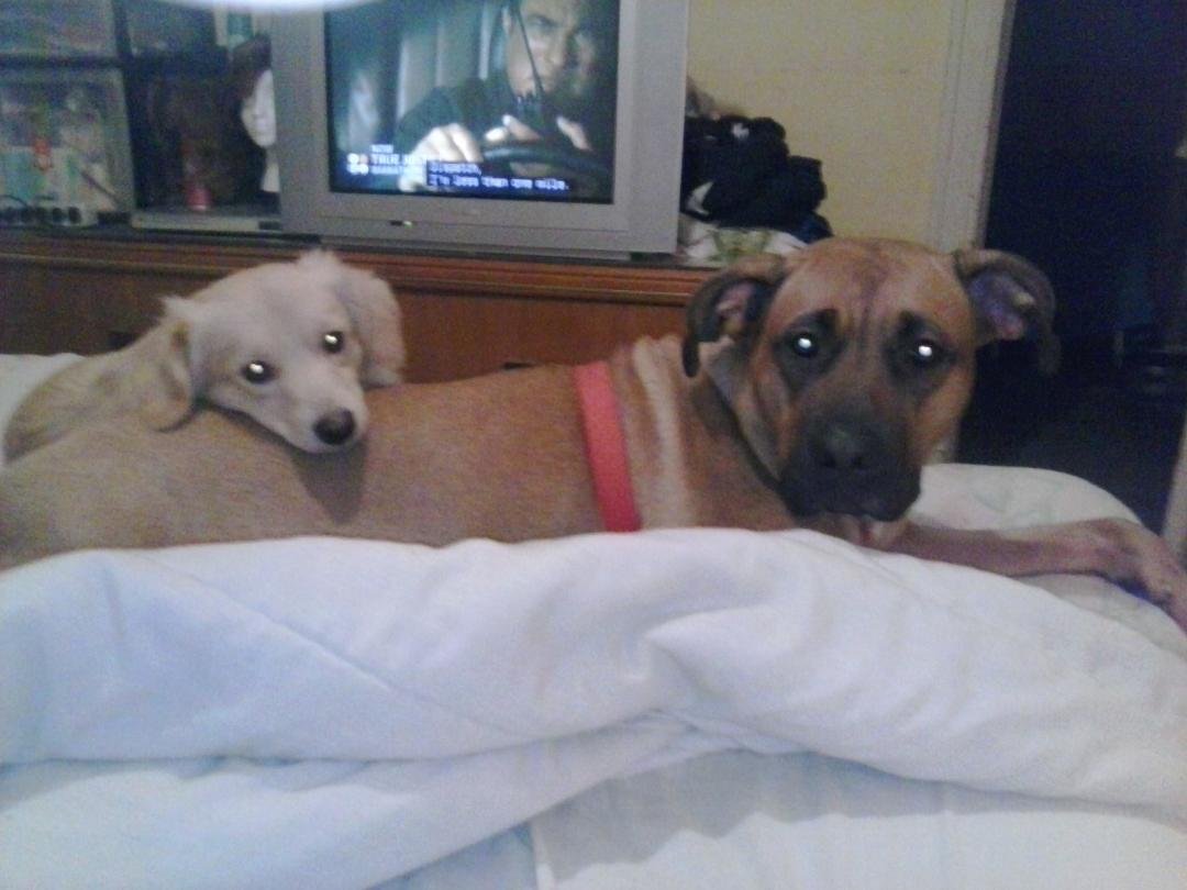 Hi everyone it's me again! just want to share a photo of my babies. They are so precious. Sasha and Bow want to help their daddy find some side jobs too so they can have good food and doggy treats. LOL