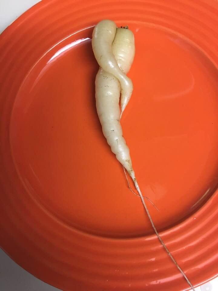 Momma and baby carrot made their debut today. We ate another carrot in our dinner salad.