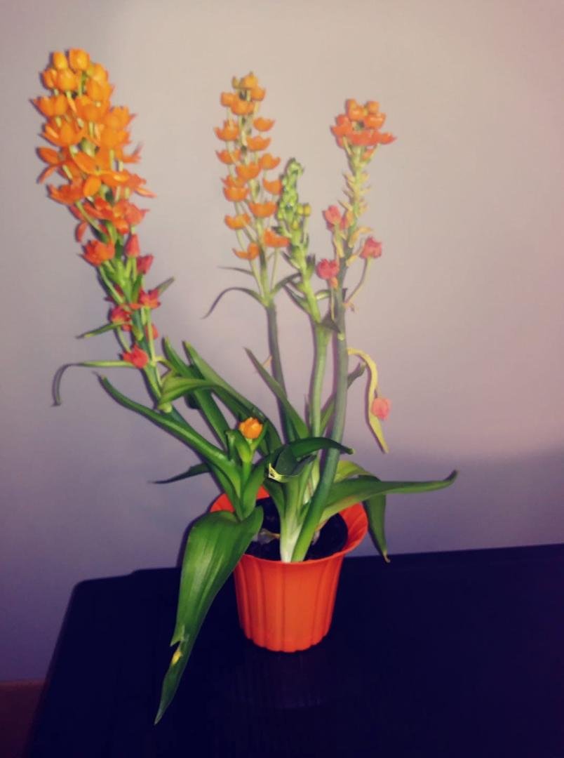 My son gave me these flowers for my birthday.
Does anyone know what they are. There was no little pick in the pot telling what they are