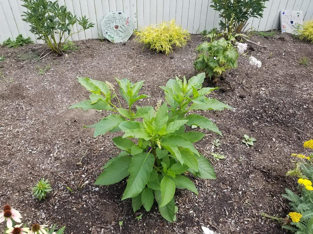 Can anyone tell me if this is a flower or a weed