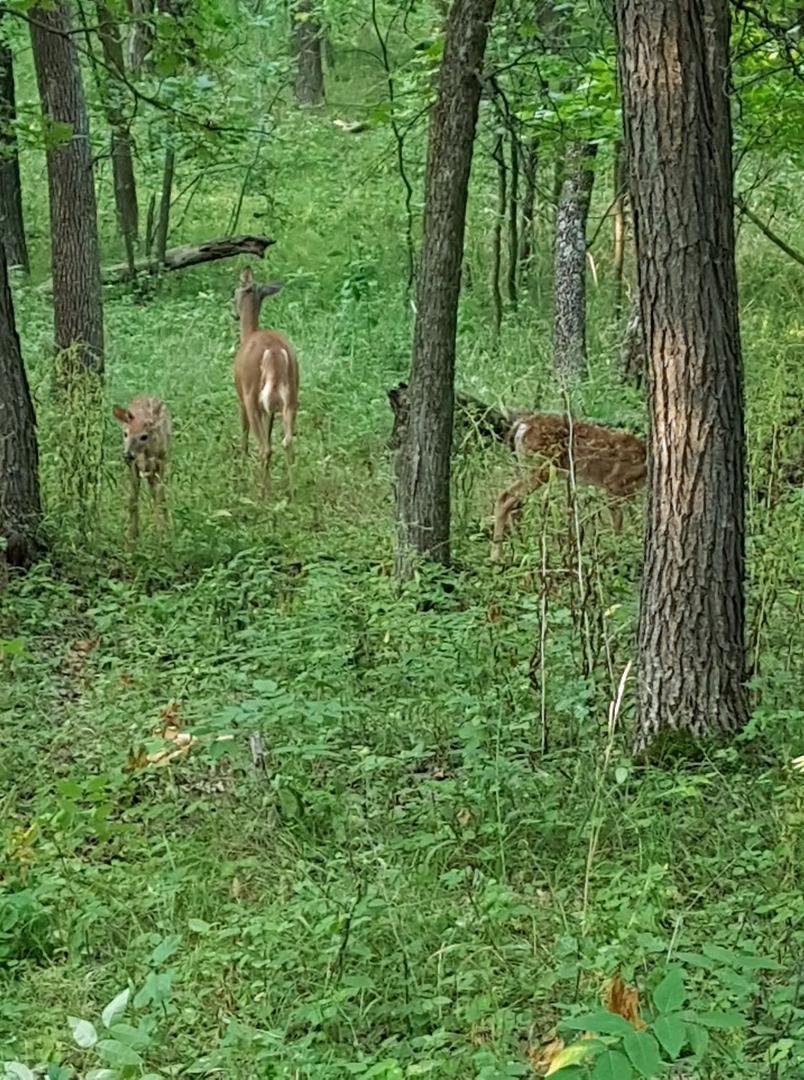 Saw the twins with mom this morning while on my walk.