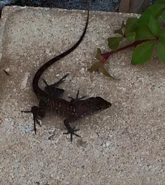 Monsters at the pool. Should have brought my gun.