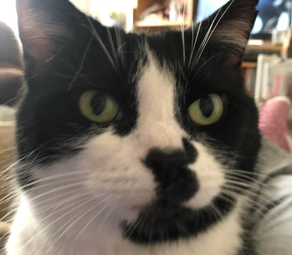 Smudgerella in my lap...can’t move!  😂