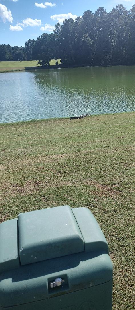Gator sunning in Prince Creek by the Dustin Johnson practice facility.