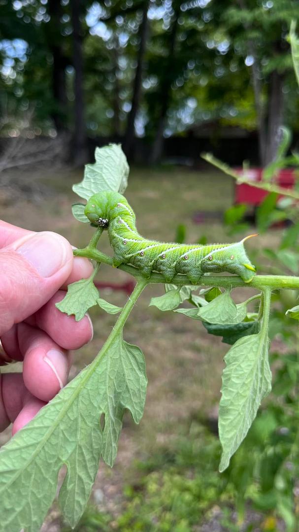 Horn worms eating my tomato plants