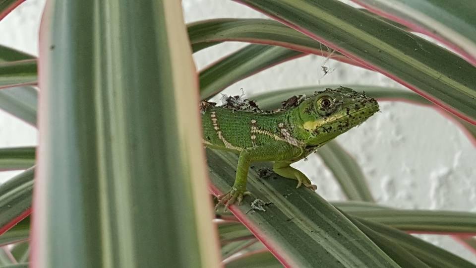 Newly hatched baby Knight Anole about 2 inches long.