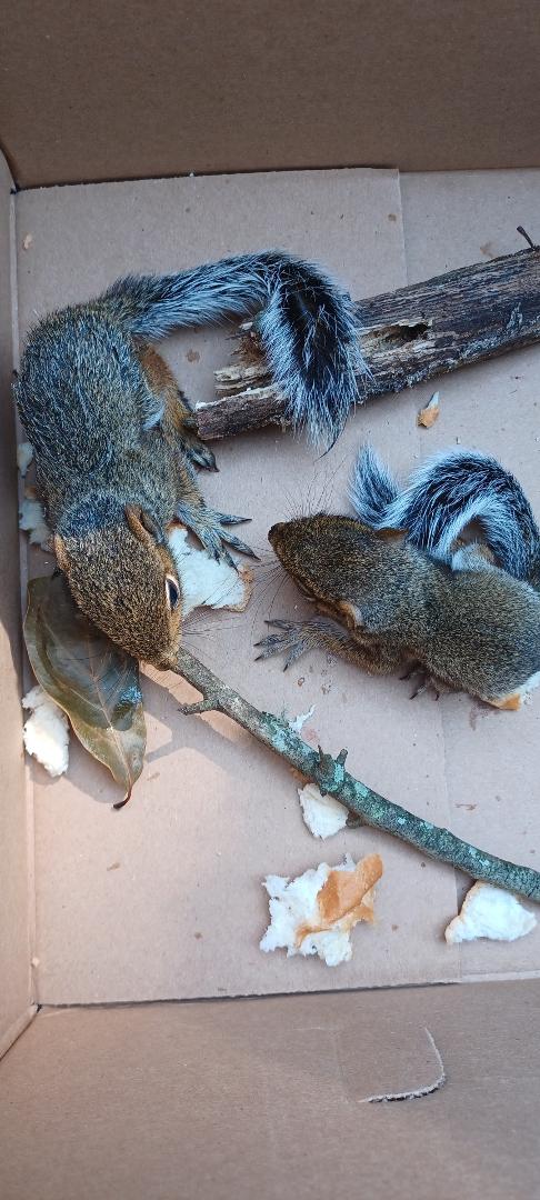 Had these two little babies fall out of tree just minutes ago.