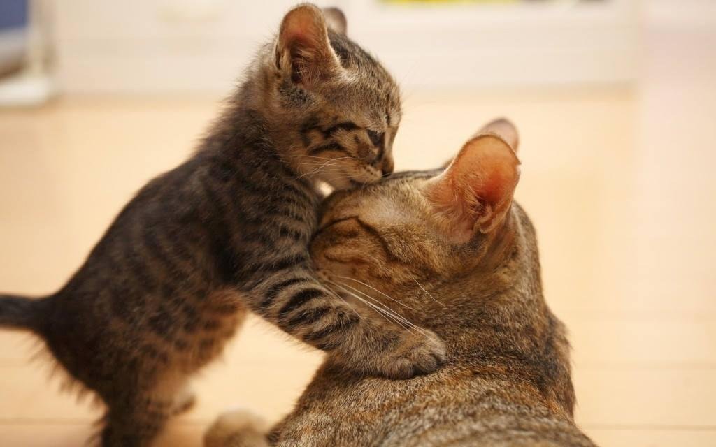 I was going to wait and post this for next Mother;s Day, but it's too cute to hold back.