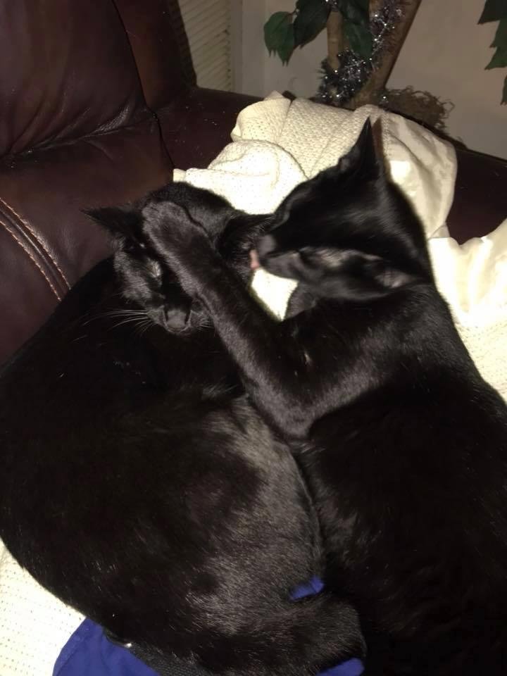The kit kats still love each other ❤️