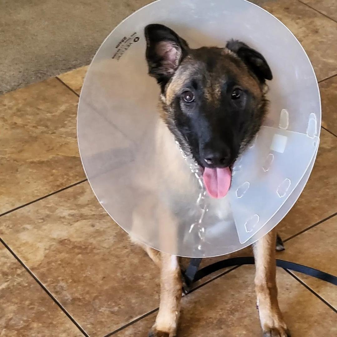We had our 6 mo old Belgium Malinois spayed. We love her, but shutter to think what a litter of 10 Malinois would be like for us senior citizens.