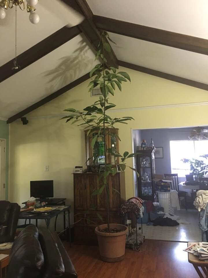 I woke up to this in my living room.  Should I climb it?