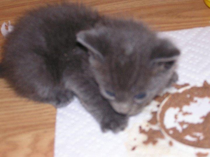 Wilbur - rescued at the hockey rink last Oct. Karen and I weren't going to have pets anymore. Yeah, right!
