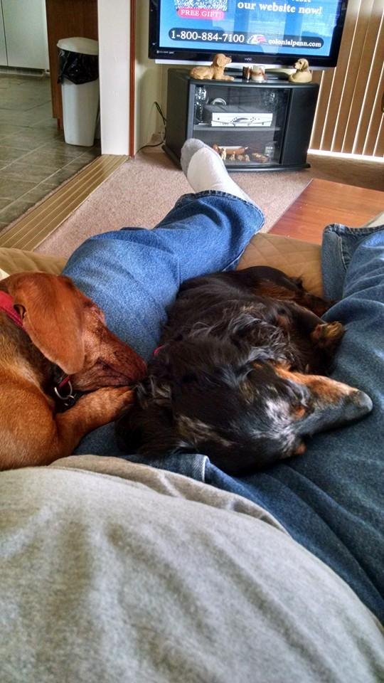 The life of a dog.....