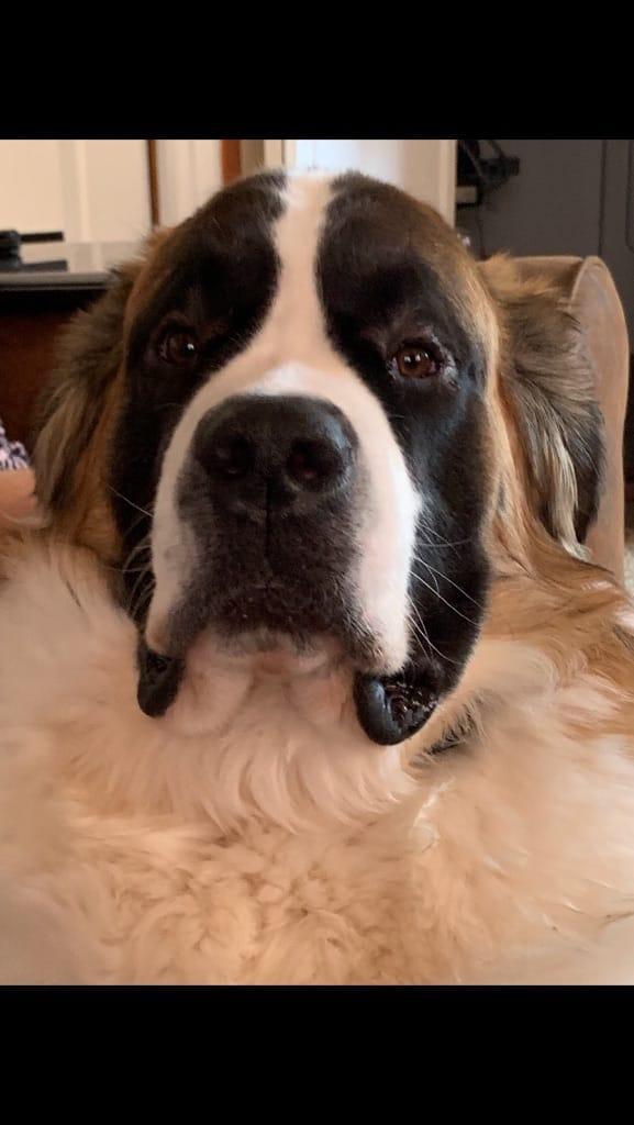 Nice pic juliette moose is year and a half and still growing
