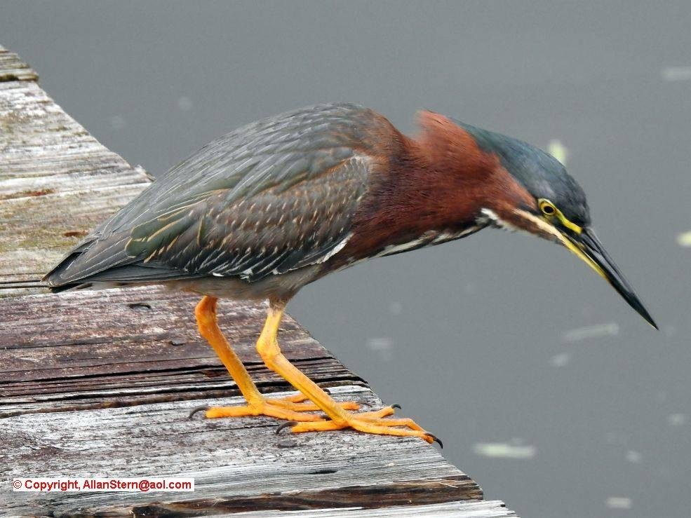 Brave and beautiful green heron on my dock this morning.
(Satellite Beach FL, 25 May 2017)