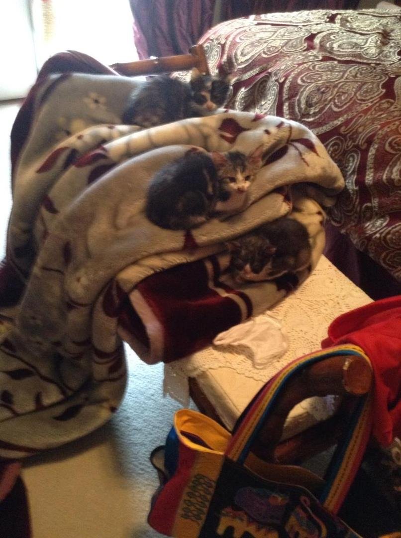 Kitten stair-steps. They are in sick bay for ringworms.