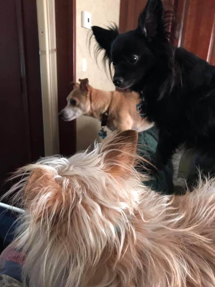 Got down to 18 last night. Glad we moved to the RV. Still dam cold and heater could not get it very warm. My sister Bonnie brought her four dogs so everyone got close. We ran out of propane this morning so I ran home an