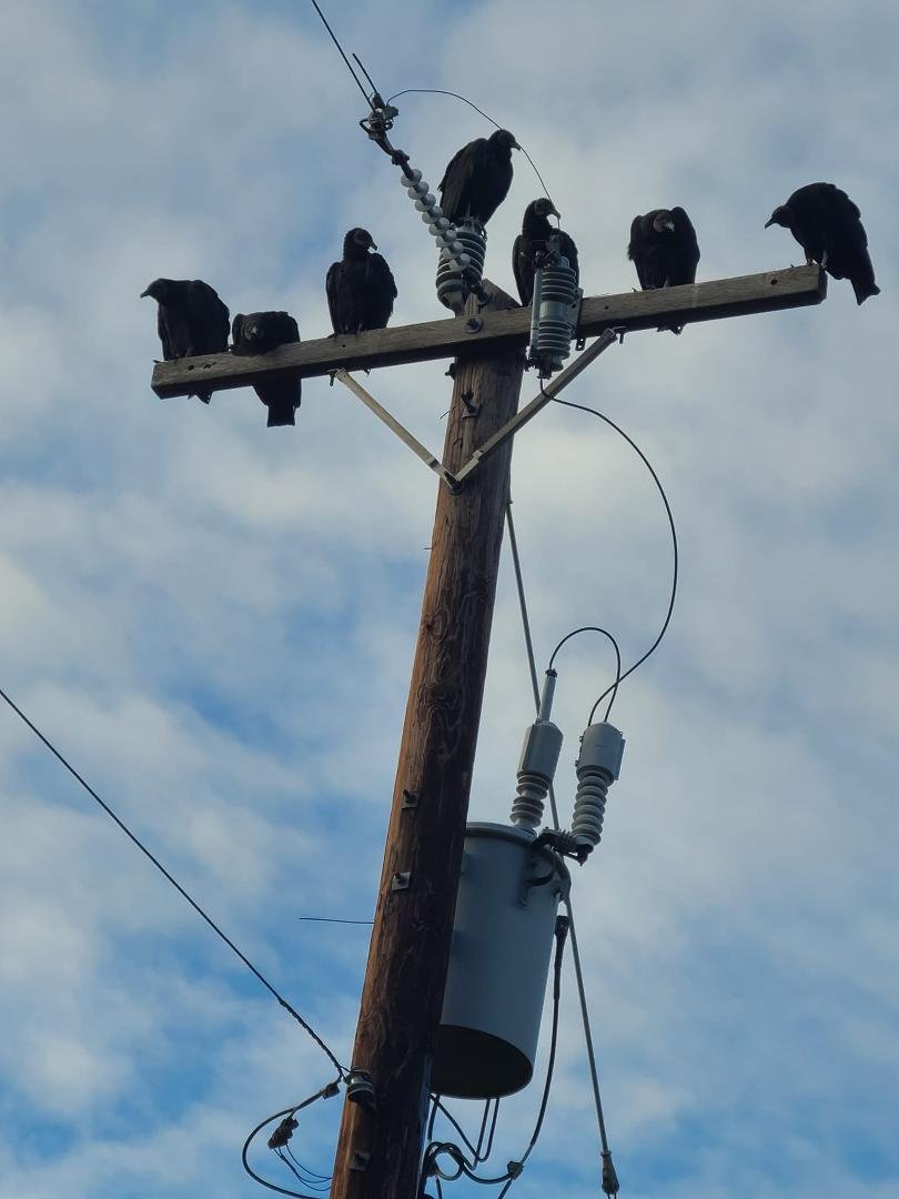 Back yard crows looking for some food.Lol