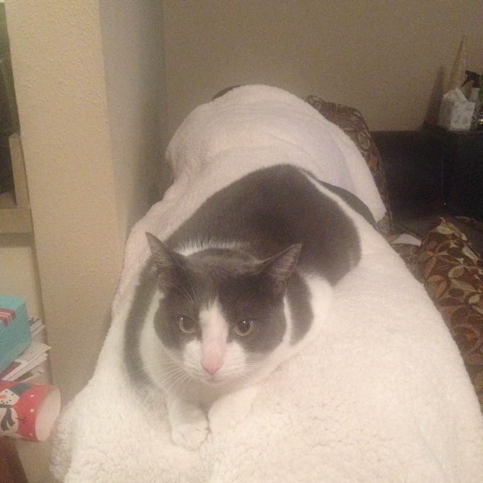 Found a way to keep the cat out of the tree. She loves the throw I got for Christmas